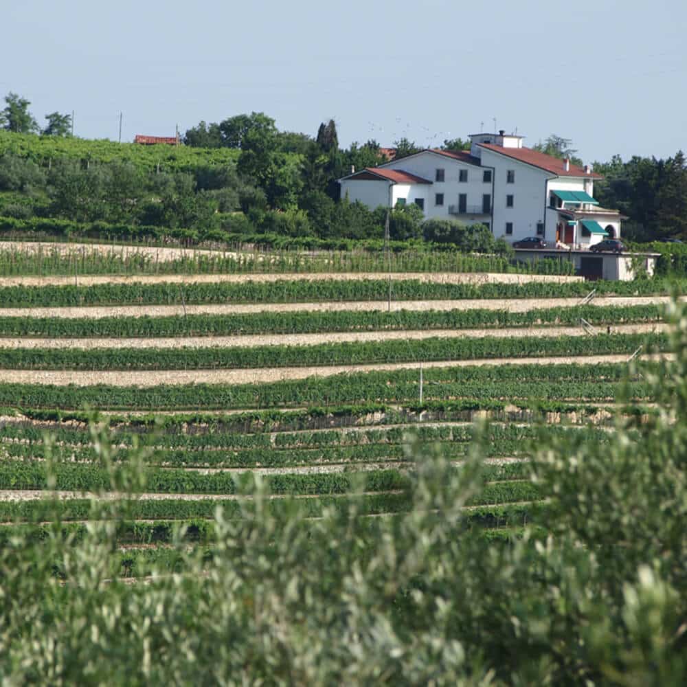 Azienda Agricola Giuseppe Quintarelli: Amarone della Valpolicella Classico DOCG