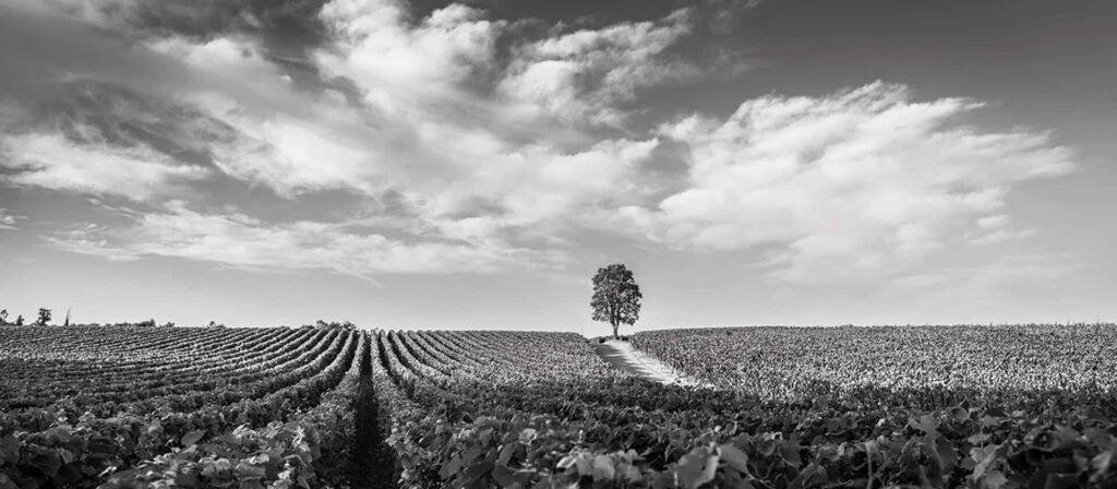 Ca' del Bosco Cuvée Annamaria Clementi DOCG