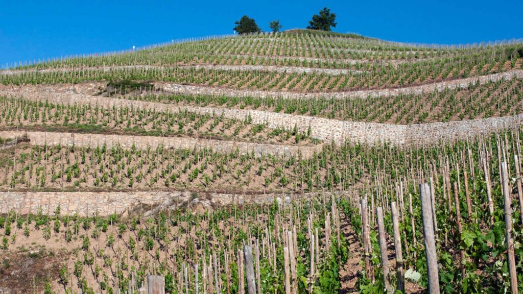 Domaine Jean-Louis Chave Hermitage AOC