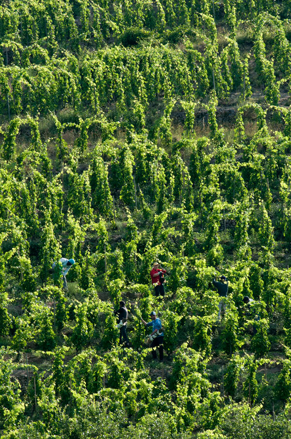 Image of Domaine Jean-Louis Chave Hermitage AOC