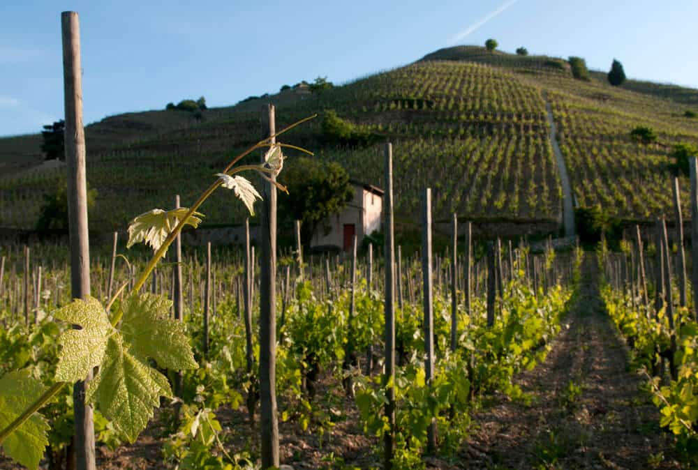 Image of Domaine Jean-Louis Chave Hermitage AOC