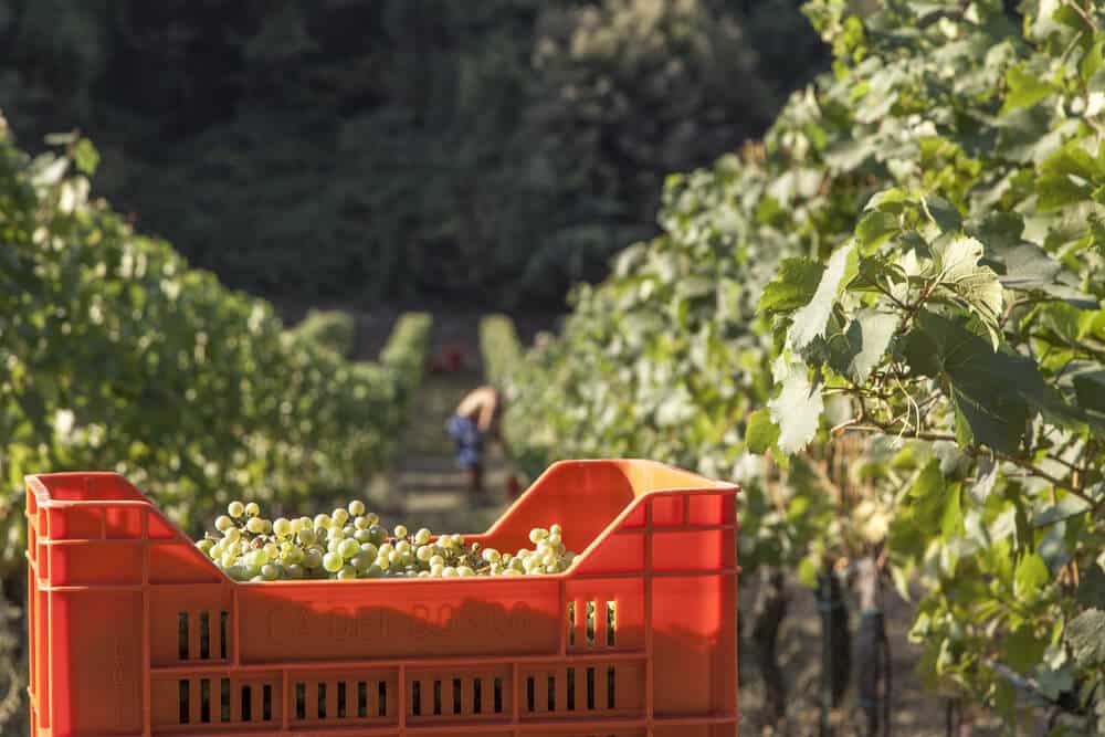 Ca' del Bosco Cuvée Annamaria Clementi DOCG