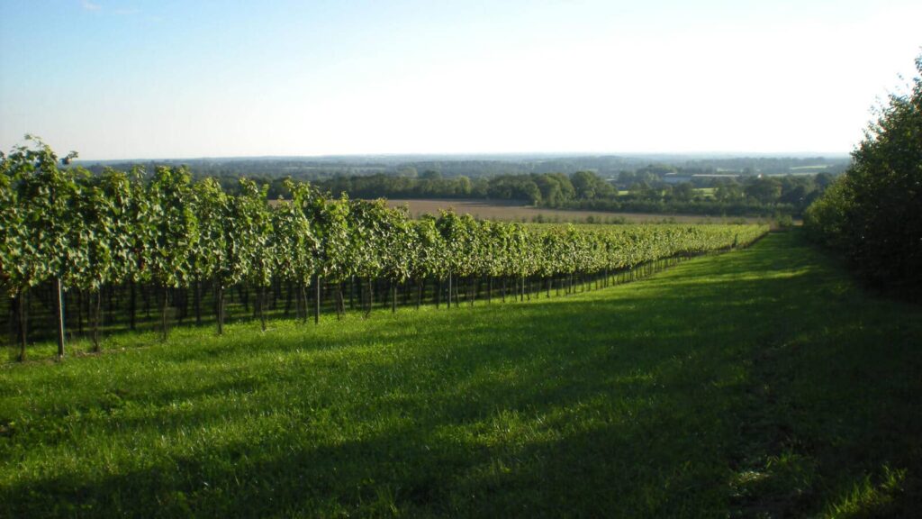 Westwell Wines, Kent, England: 2014 Special Cuvée Sparkling