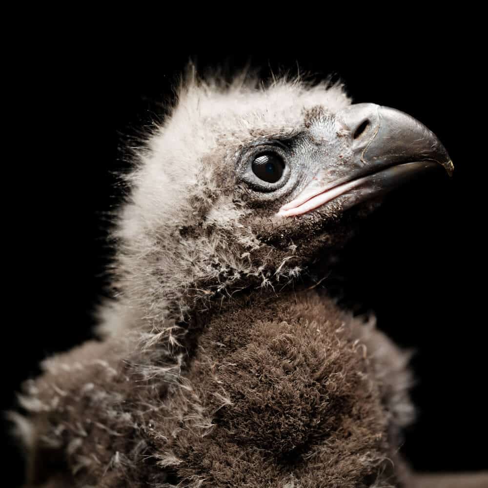 Alpine Eagle Foundation