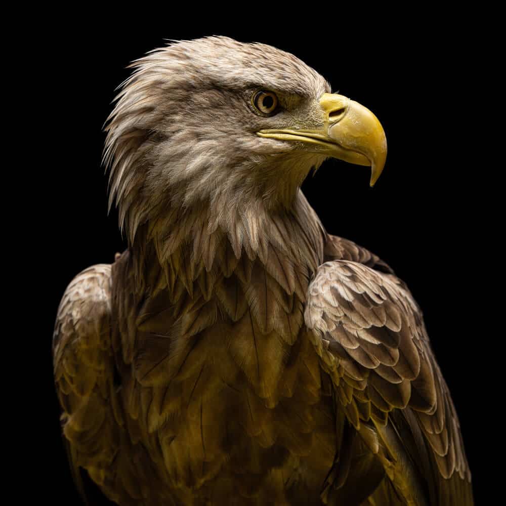 Alpine Eagle Foundation