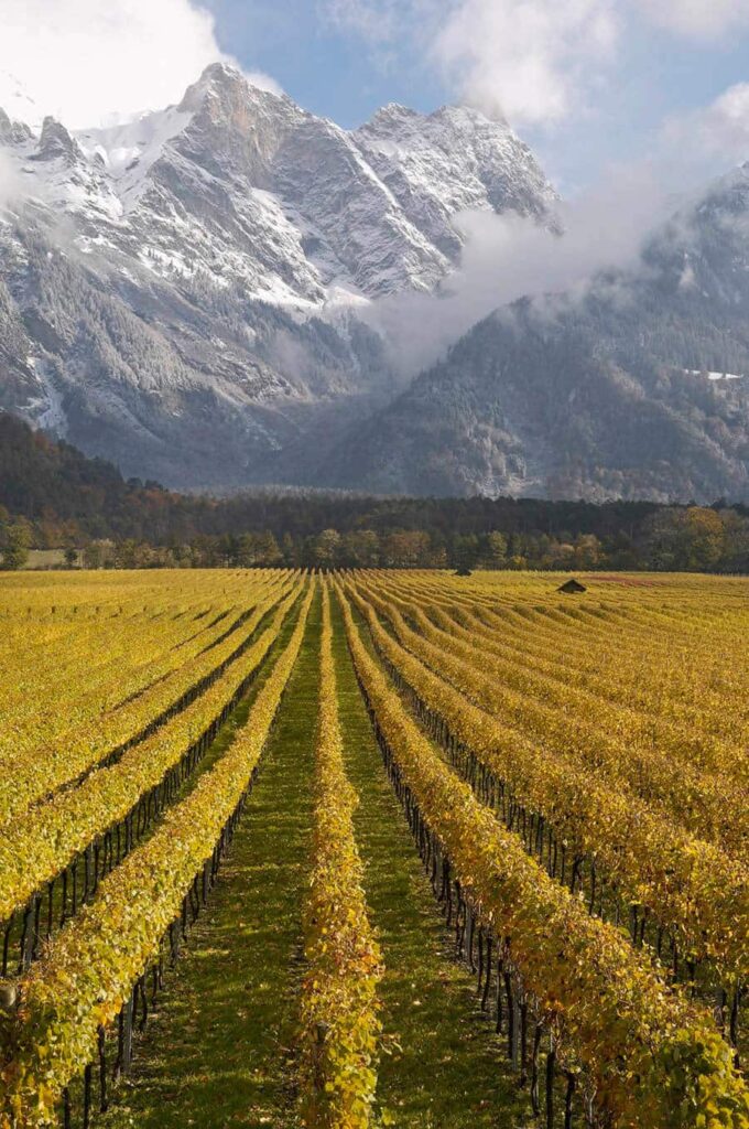 Image of Gantenbein wine