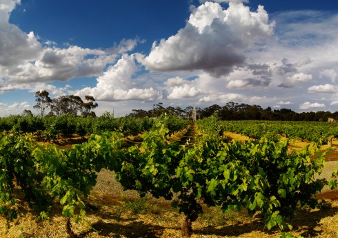 Hill of Grace Hero Shot - Dragan Radocaj Henschke: Hill of Grace Shiraz