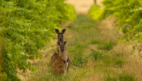 Kangaroos in Mount Edelstone Vineyard - Henschke: Hill of Grace Shiraz Henschke: Hill of Grace Shiraz