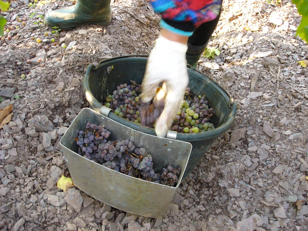 Egon Mueller Scharzhofberger Riesling