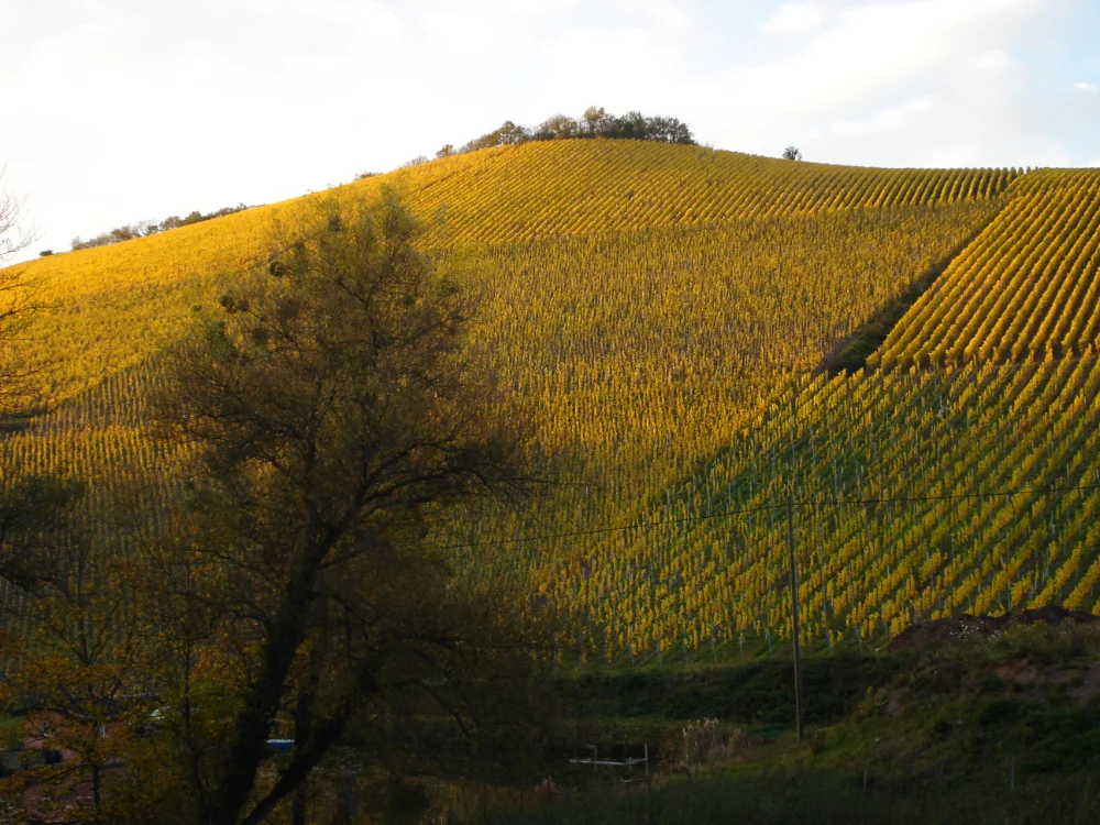 Egon Mueller Scharzhofberger Riesling
