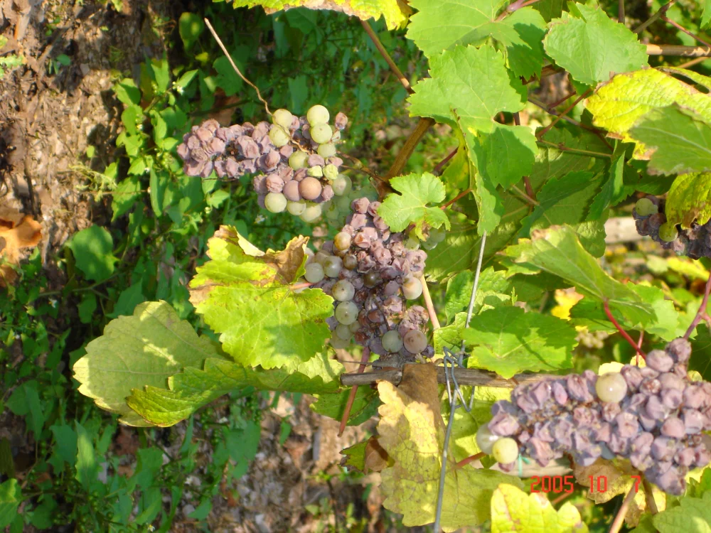 Egon Mueller Scharzhofberger Riesling