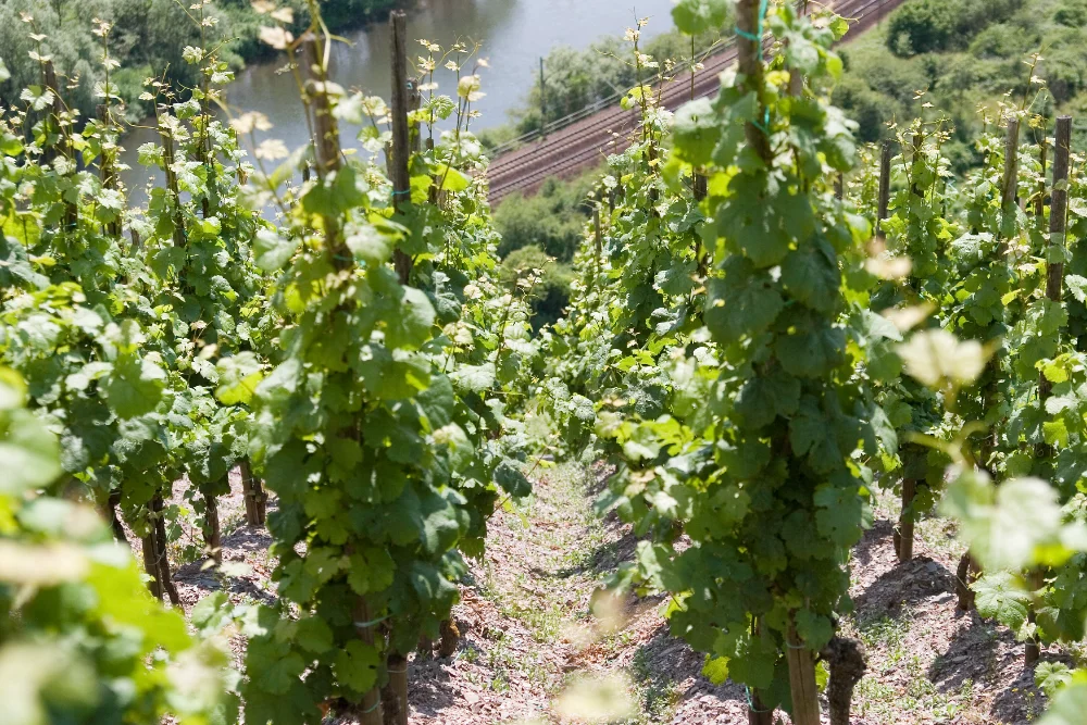 Egon Mueller Scharzhofberger Riesling