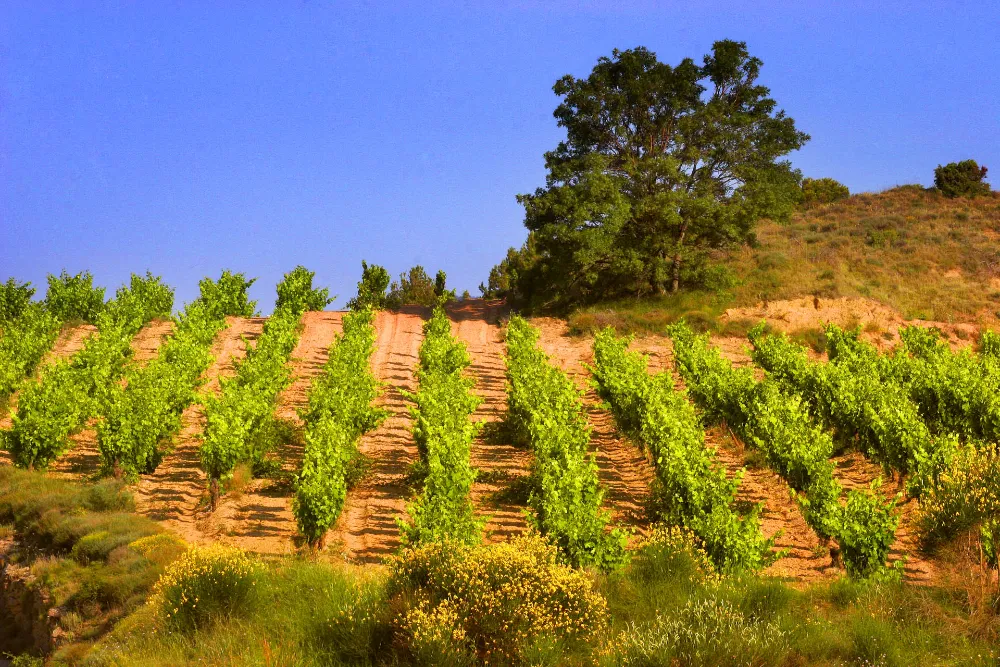 Gérard Bertrand Minervois La Livinière Le Viala